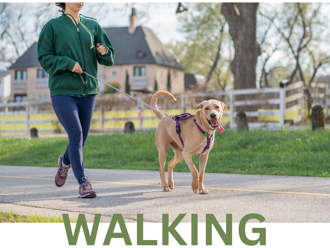 a woman and a dog walking on the road